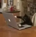 A very busy cat typing at a laptop